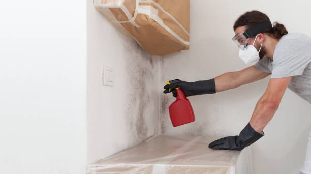 Professional Basement Mold Remediation technician working in Brighton, TN