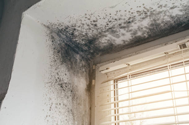Affordable Basement Mold Remediation solutions in Brighton, TN