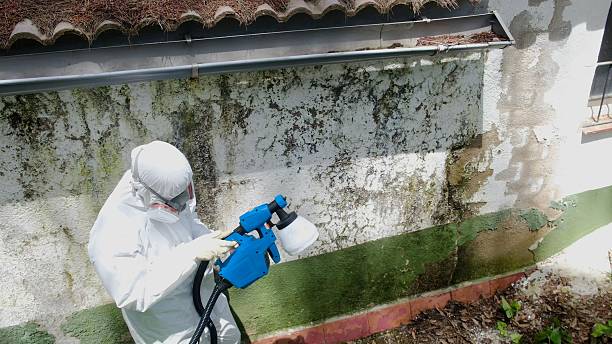 Top rated local Basement Mold Remediation specialists in Brighton, TN